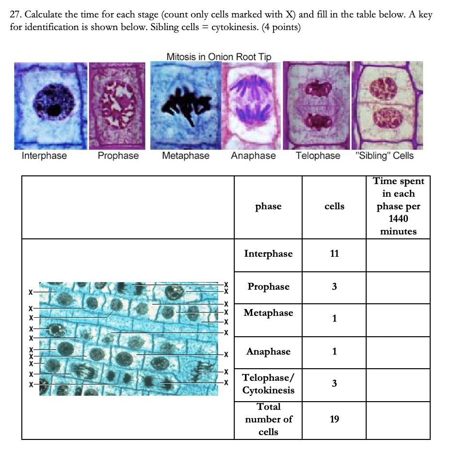 Solved: 27. Calculate The Time For Each Stage (count Only Cells Marked 