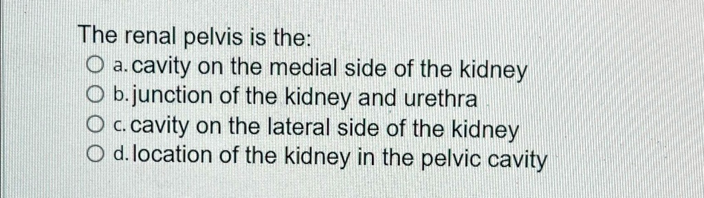 SOLVED: The renal pelvis is the: a. cavity on the medial side of the ...