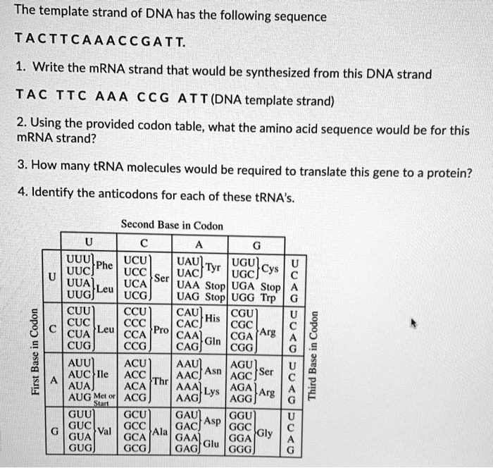 solved-the-template-strand-of-dna-has-the-following-sequence-tacttcaaaccgatt-write-the-mrna