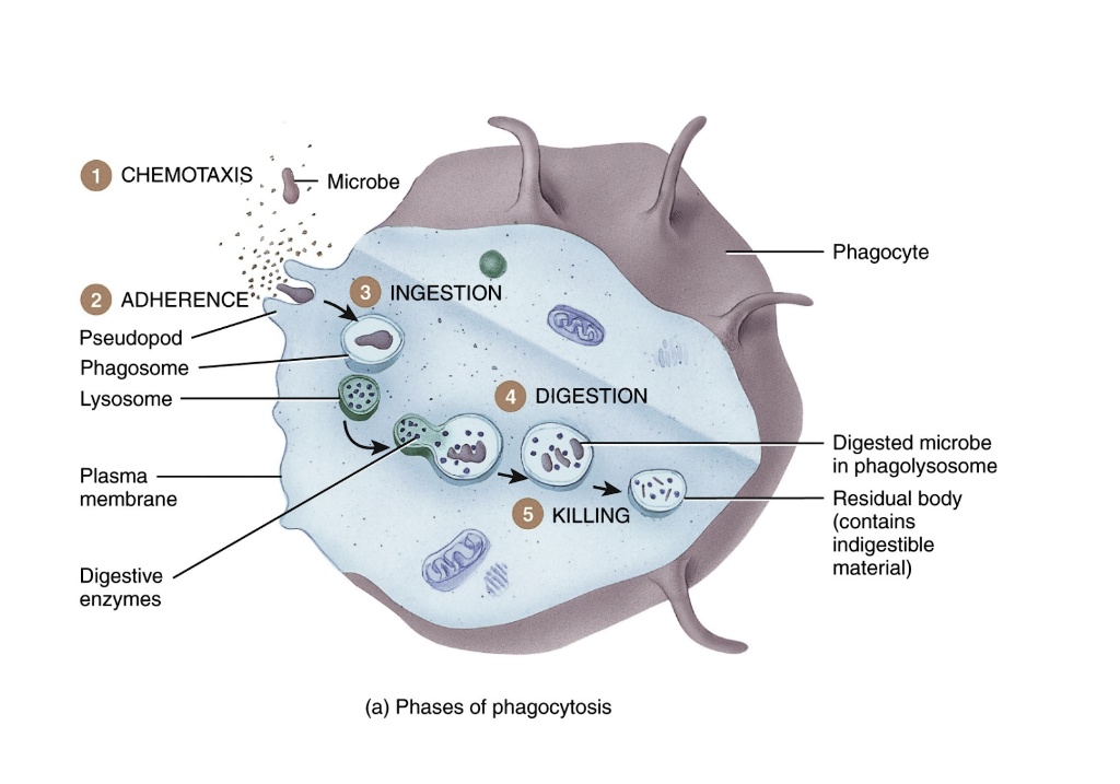 solved-using-the-figure-above-explain-all-the-5-steps-of-phagocytosis