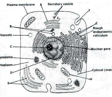 SOLVED: 'the diagram below shows seen under a microscope and answer   this observation under a light or an electron microscope give  a reason for your answer is this a plant or