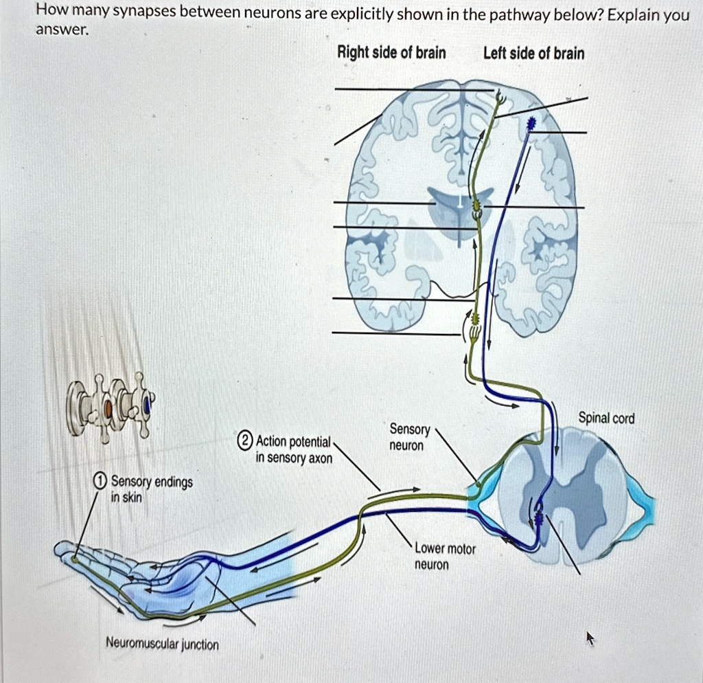 How many synapses between neurons are explicitly shown in the pathway ...
