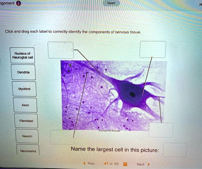 SOLVED: Assignment @ Click and drag each label to correctly identify ...