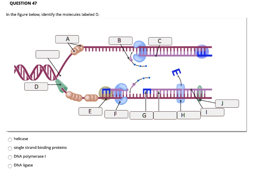 SOLVED QUESTION 47 In the figure below; identify the molecules labeled D. helicase single