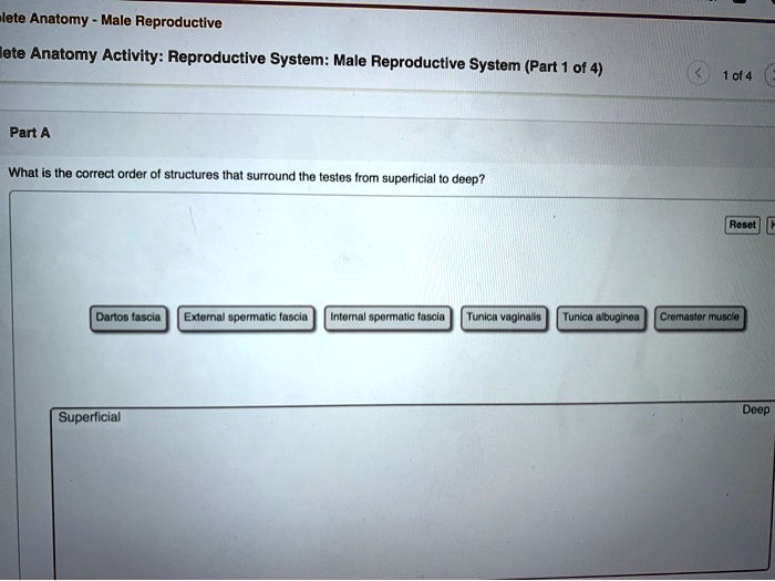 SOLVED Male AnatomyMale Reproductive System Part A What is the