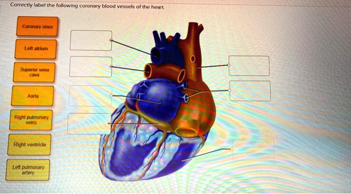 SOLVED: Correctly label the following coronary blood vessels of the ...