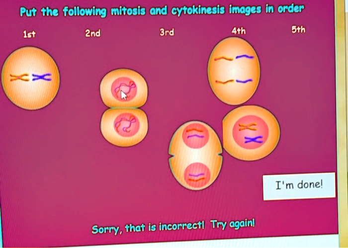 SOLVED: Put The Following Mitosis And Cytokinesis Images In Order: 1st ...