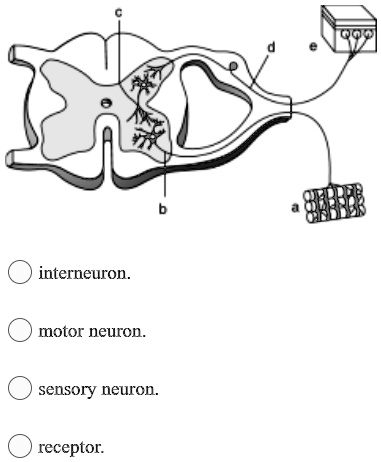 SOLVED: Qot interneuron motor neuron. sensory neuron receptor: