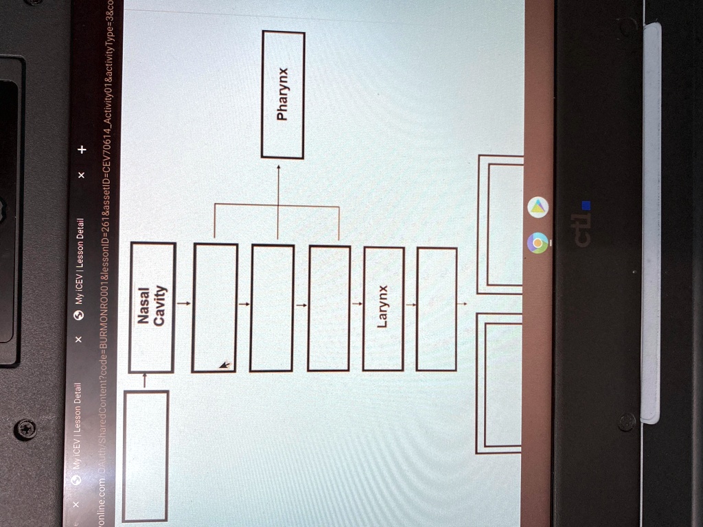 Respiratory System Flow Chart