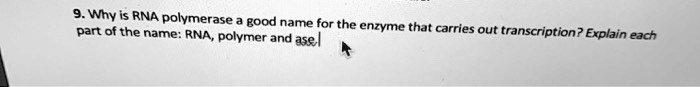 9. Why is RNA polymerase a good name for the enzyme that carries out transcription? Explain each part of the name: RNA, polymer and ase.