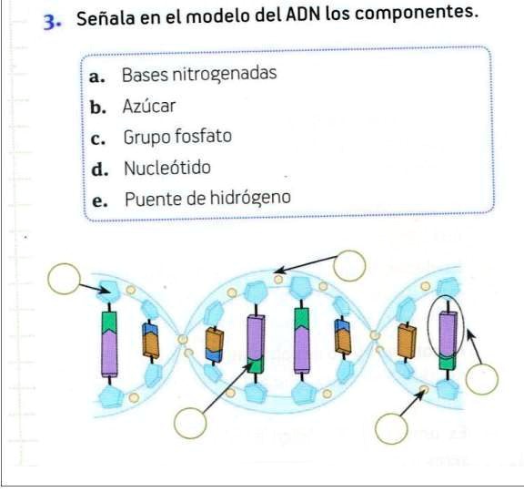 modelo de ADN de fosfato