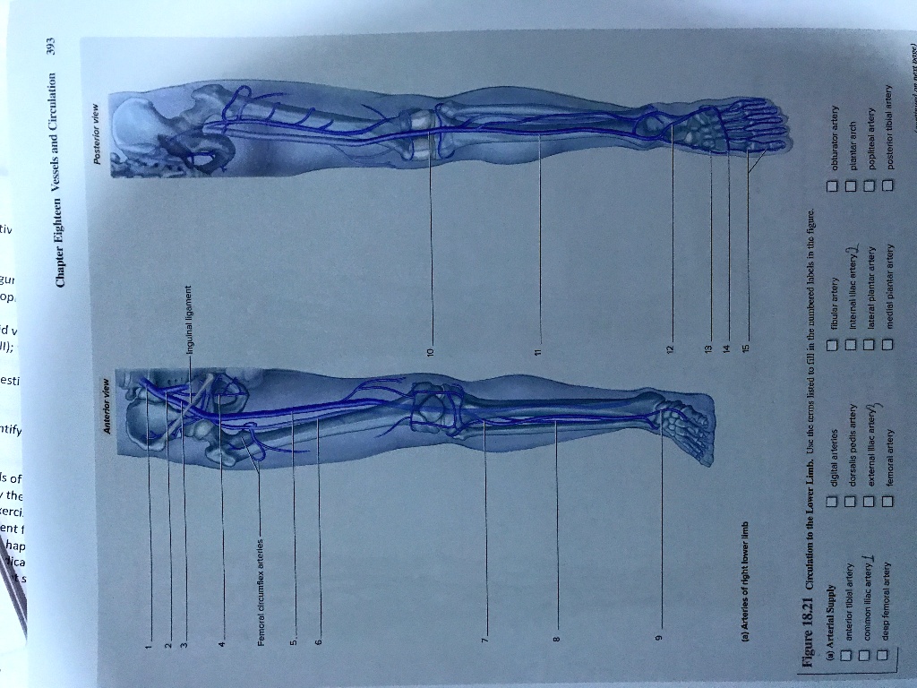 Solved: Posterior View Chapter Eighteen Vessels And Circulation Plantar 