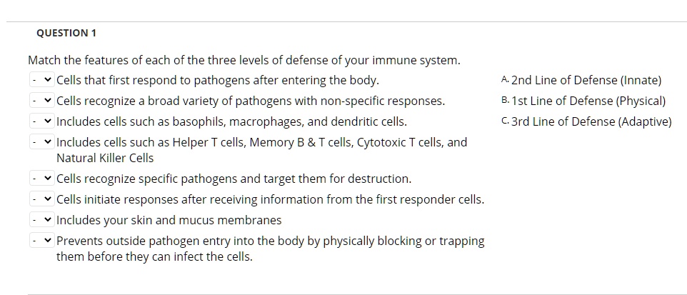 Match the features of each of the three levels of defense of your immune system.
- Cells that first respond to pathogens after entering the body. A. 2nd Line of Defense (Innate)
- Cells recognize a broad variety of pathogens with non-specific responses. B. 1st Line of Defense (Physical)
- Includes cells such as basophils, macrophages, and dendritic cells. C. 3rd Line of Defense (Adaptive)
- Includes cells such as Helper T cells, Memory B     T cells, Cytotoxic T cells, and Natural Killer Cells
- Cells recognize specific pathogens and target them for destruction.
- Cells initiate responses after receiving information from the first responder cells.
- Includes your skin and mucus membranes
- Prevents outside pathogen entry into the body by physically blocking or trapping them before they can infect the cells.