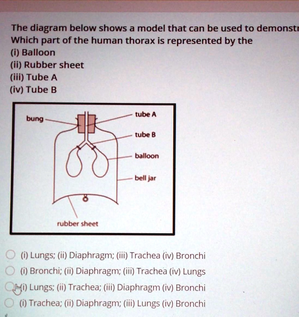 The diagram below shows a model that can be used to demonstrate how the ...