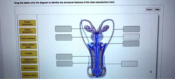 SOLVED: Drag the labels onto the diagram to identify the structural ...