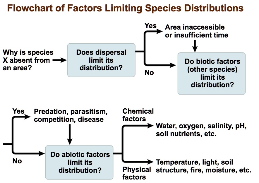 macromolecules flowchart