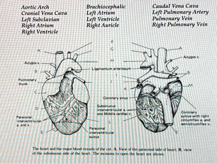 SOLVED identify the lettered areas in the diagram Aortic Arch Cranial