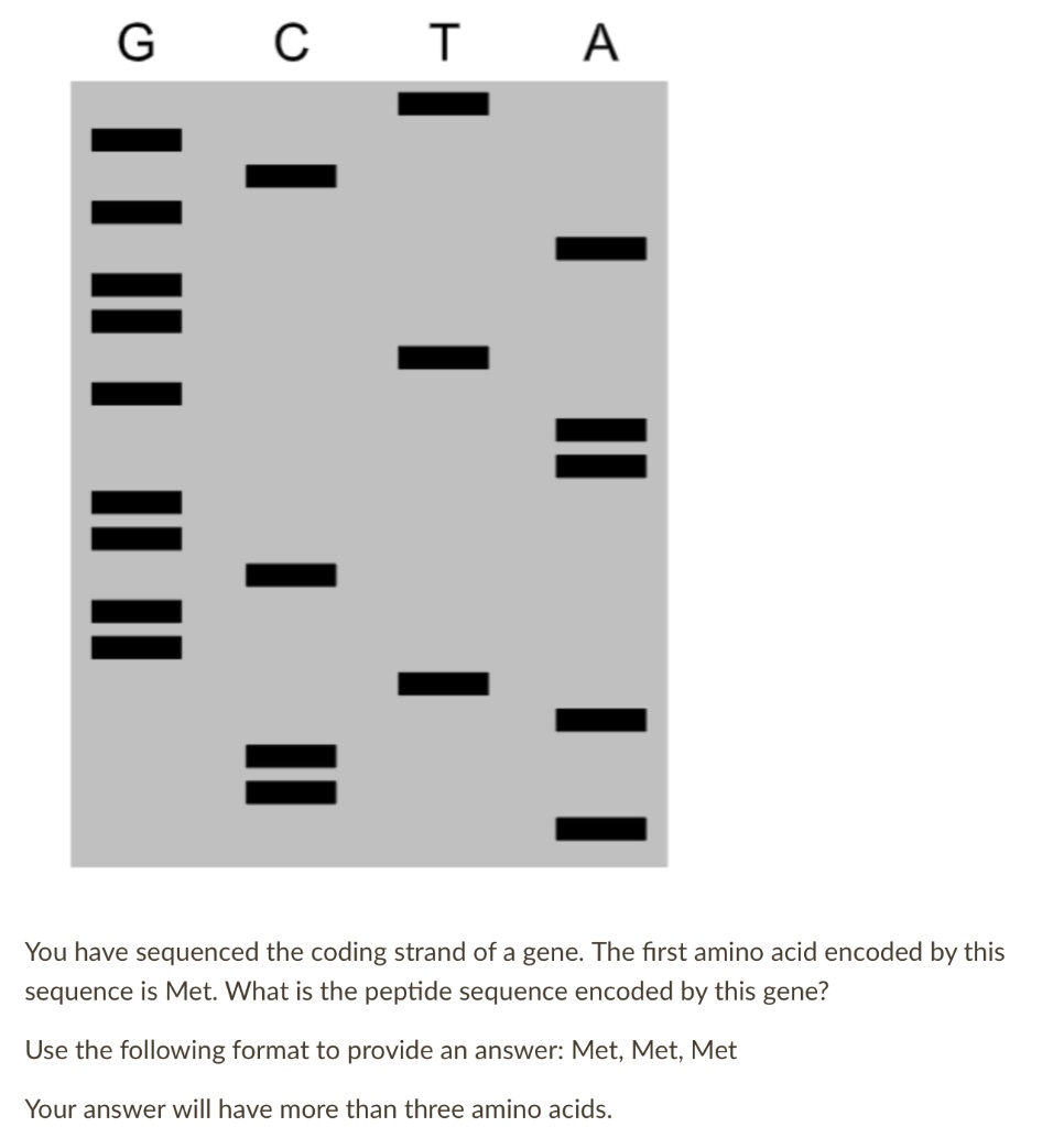 G C T A
You have sequenced the coding strand of a gene. The first amino acid encoded by this sequence is Met. What is the peptide sequence encoded by this gene?
Use the following format to provide an answer: Met, Met, Met
Your answer will have more than three amino acids.