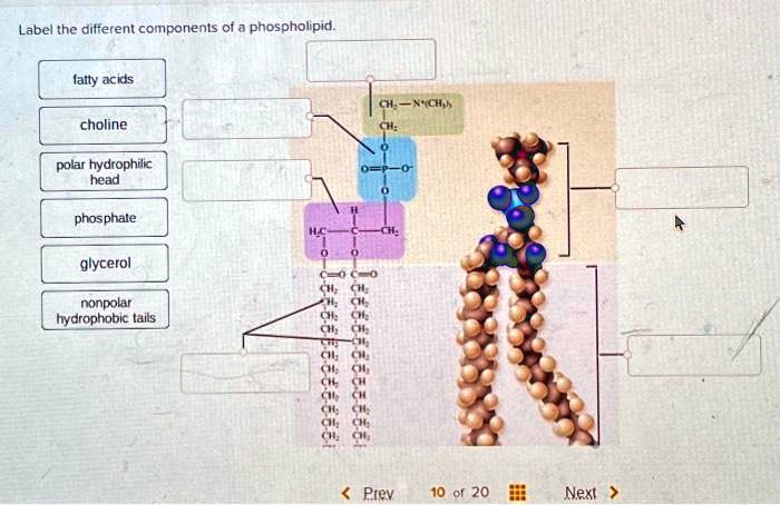 SOLVED: Texts: Label the different components of a phospholipid ...