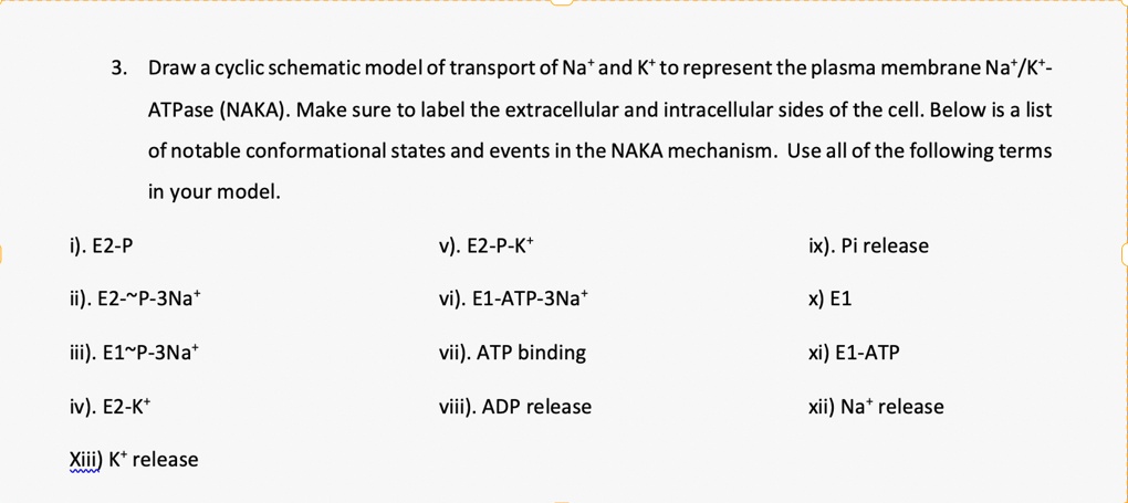 3 draw a cyclic schematic model of transport of na and k to represent ...