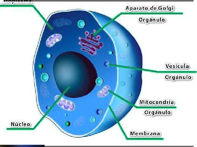 SOLVED: que tipo de celula se refiere vegetal o animal? Aparato de ...