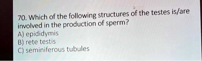70. Which of the following structures of the testes is/are involved in the production of sperm?
A) epididymis
B) rete testis
C) seminiferous tubules
