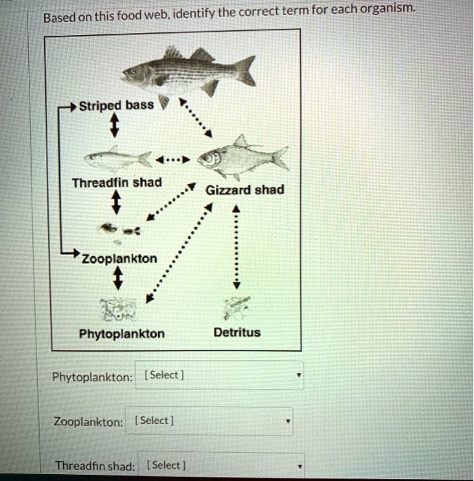 SOLVED Based on this food web, identify the correct term for each