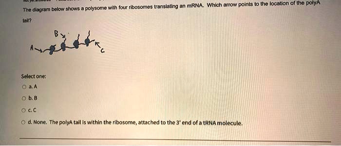 polysome wlih four ribosomes translating an mrna which arrow poinls t0 ...