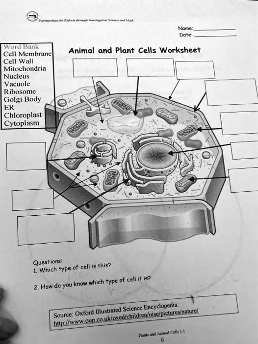 Solved: Date: Organelle Cell Membrane Cell Wall Mitochondria Nucleus 