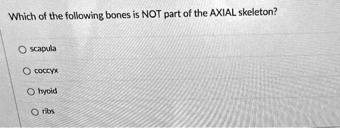 Which of the following bones is NOT part of the AXIAL skeleton?
scapula
coccyx
hyoid
ribs