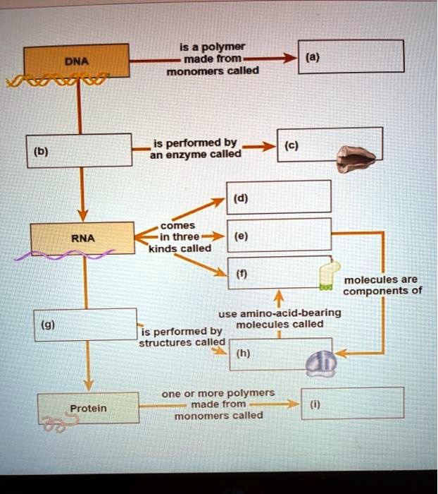 SOLVED DNA is a polymer made from monomers called nucleotides. The