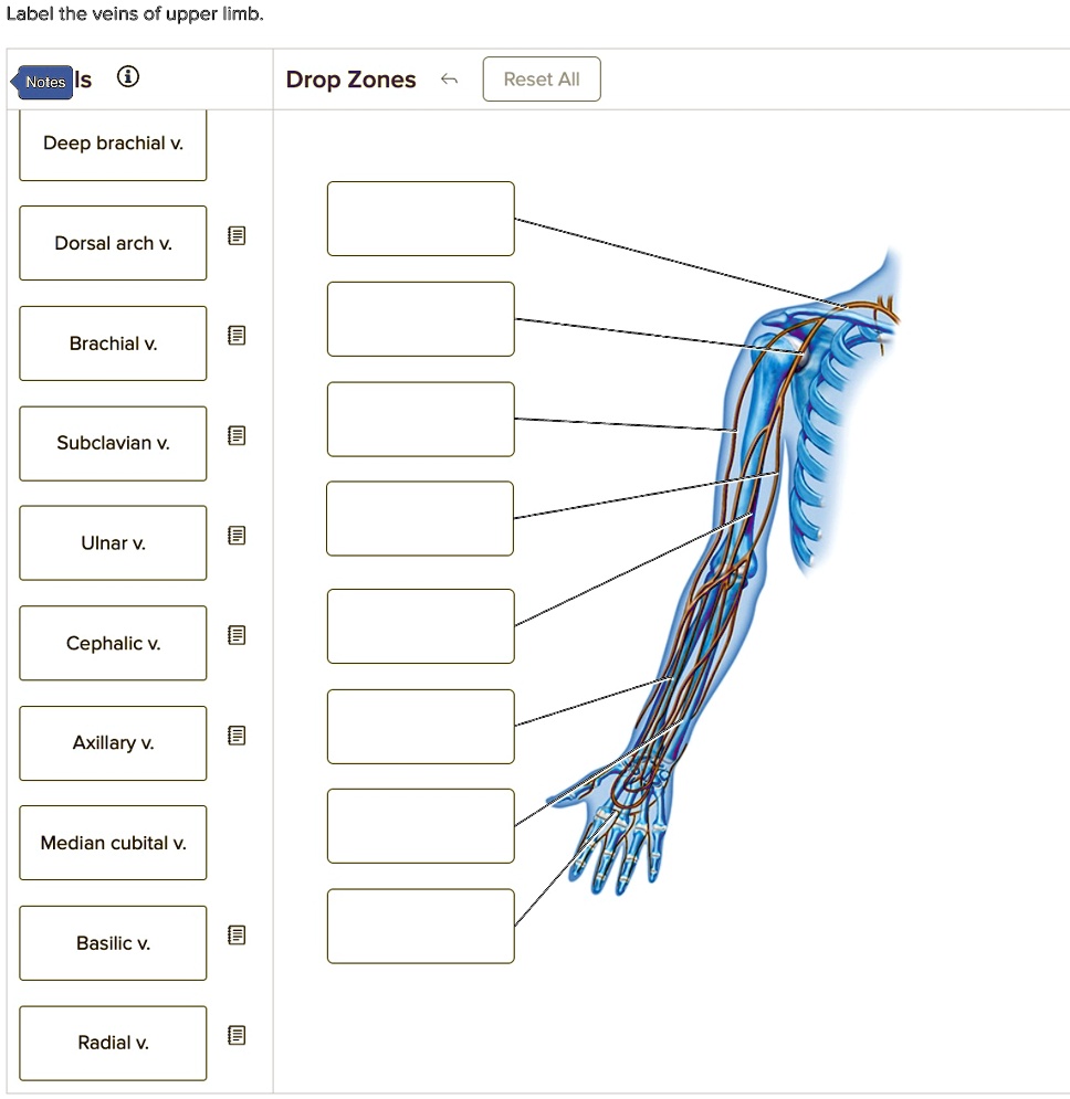 Label the veins of the upper limb. Label the veins of the upper limb ...