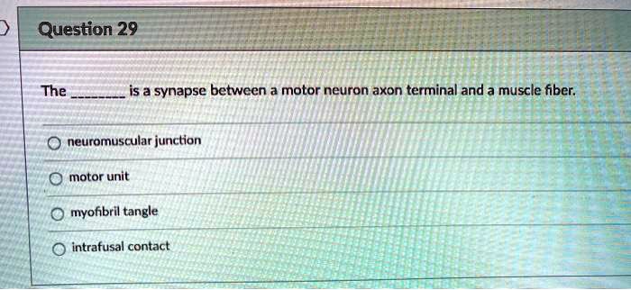 SOLVED: Question 29 The is a synapse betwccn motor neuron axon terminal ...