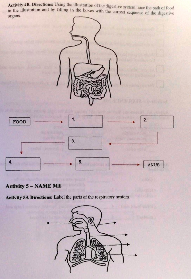 Solved Activity 4b Directions Using The Illustration Of The Digestive System Trace The Path 