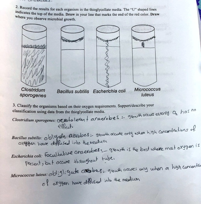 3 record the results for each organism in the thioglycollate media the ...