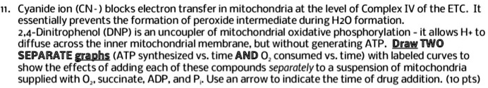 11. Cyanide ion (CN- ) blocks electron transfer in mitochondria at the level of Complex IV of the ETC. It essentially prevents the formation of peroxide intermediate during H2O formation. 2,4-Dinitrophenol (DNP) is an uncoupler of mitochondrial oxidative phosphorylation - it allows H+ to diffuse across the inner mitochondrial membrane, but without generating ATP. Draw TWO SEPARATE graphs (ATP synthesized vs. time AND O2 consumed vs. time) with labeled curves to show the effects of adding each of these compounds separately to a suspension of mitochondria supplied with O2, succinate, ADP, and Pi. Use an arrow to indicate the time of drug addition. (10 pts)