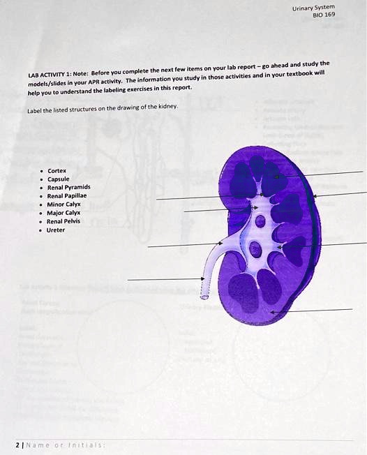 SOLVED: Urinary System BIO169 LAB ACTIVITY 1: Note: Before You Complete ...