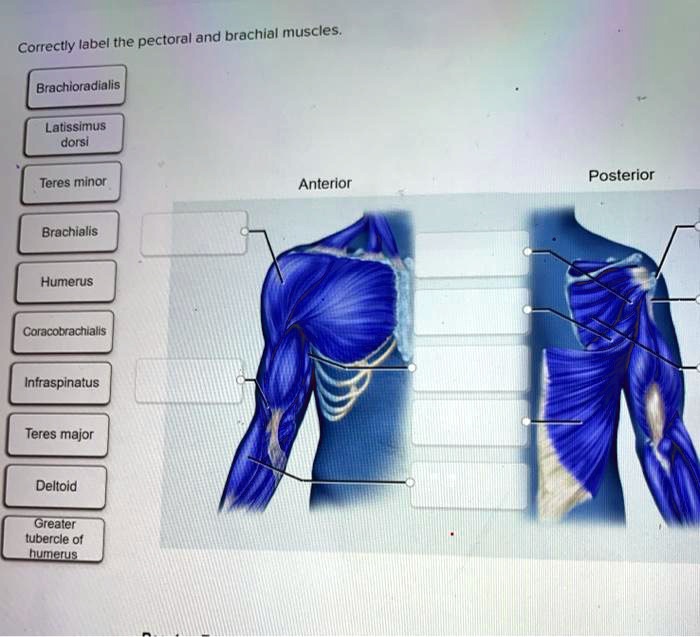 SOLVED Correctly label the pectoral and brachial muscles