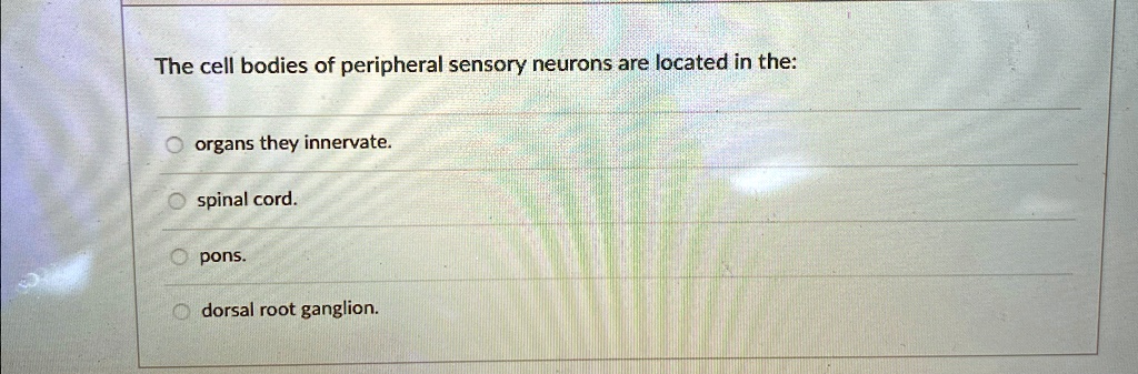 The cell bodies of peripheral sensory neurons are located in the ...