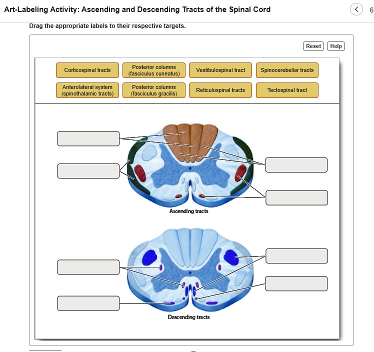 SOLVED ArtLabeling Activity Ascending and Descending Tracts of the