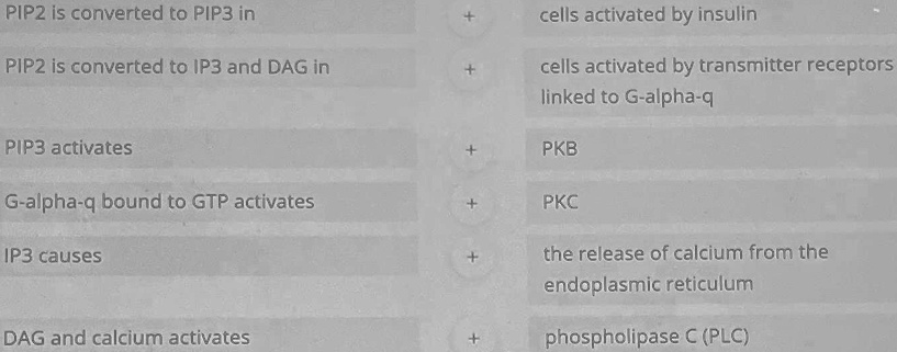 SOLVED: PIP2 is converted to PIP3 in PIP2 is converted to IP3 and DAG ...