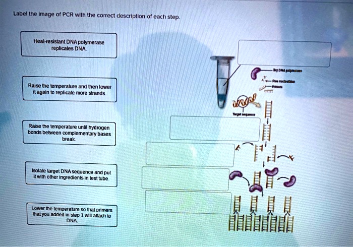 Label the image of PCR with the correct description of each step. Heat-resistant DNA polymerase replicates DNA. Raise the temperature and then lower it again to replicate more strands. Raise the temperature until hydrogen bonds between complementary bases break. Isolate target DNA sequence and put it with other ingredients in test tube. Lower the temperature so that primers that you added in step 1 will attach to DNA.