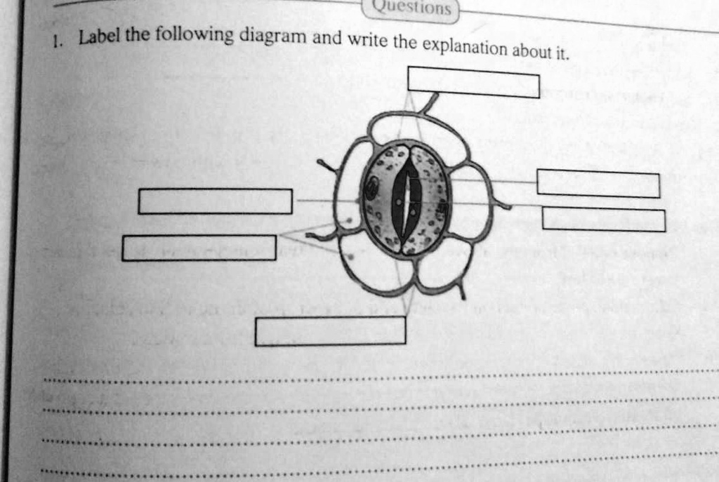 1. Label the following diagram and write the explanation about it.