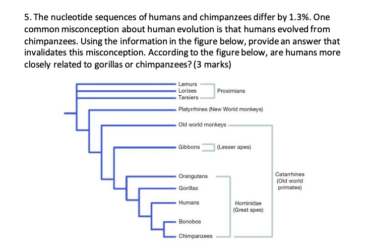 SOLVED: The nucleotide sequences of humans and chimpanzees differ by 1.