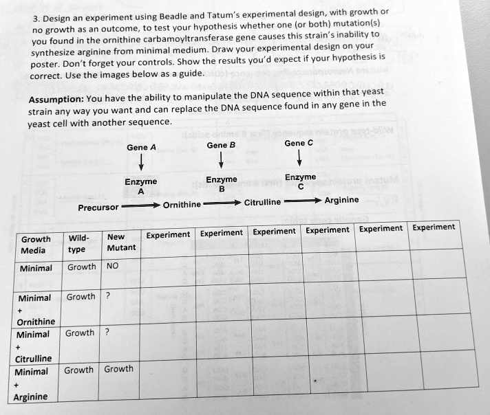 3. Design an experiment using Beadle and Tatum's experimental design, with growth or no growth as an outcome, to test your hypothesis whether one (or both) mutation(s) you found in the ornithine carbamoyltransferase gene causes this strain's inability to synthesize arginine from minimal medium. Draw your experimental design on your poster. Don't forget your controls. Show the results you'd expect if your hypothesis is correct. Use the images below as a guide.

Assumption: You have the ability to manipulate the DNA sequence within that yeast strain any way you want and can replace the DNA sequence found in any gene in the yeast cell with another sequence.

Gene A -> Enzyme A
Gene B -> Enzyme B
Gene C -> Enzyme C
Precursor -> Ornithine -> Citrulline -> Arginine

Growth Media | Wild-type | New Mutant | Experiment | Experiment | Experiment | Experiment | Experiment | Experiment
Minimal | Growth | NO
Minimal + Ornithine | Growth | ?
Minimal + Citrulline | Growth | ?
Minimal + Arginine | Growth | Growth