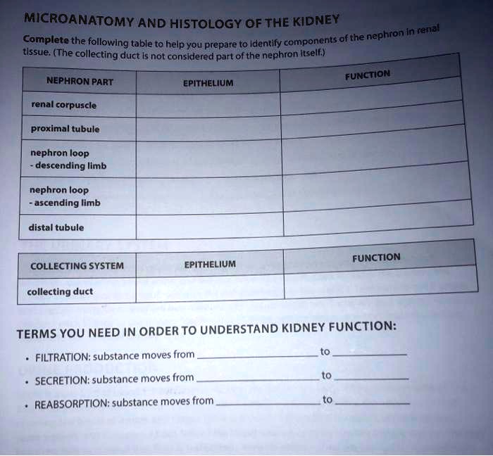 SOLVED Nephron Part Function Epithelium Renal Corpuscle Proximal
