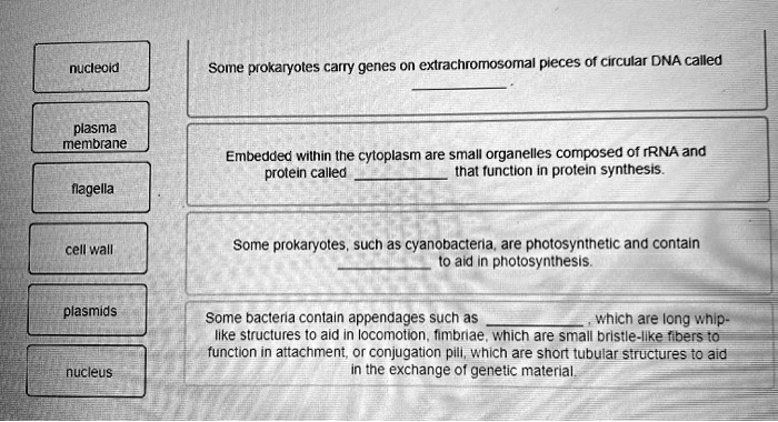 nucleoid
Some prokaryotes carry genes on extrachromosomal pieces of circular DNA called
plasma membrane
Embedded within the cytoplasm are small organelles composed of rRNA and protein called
that function in protein synthesis.
flagella
Some prokaryotes, such as cyanobacteria, are photosynthetic and contain
to aid in photosynthesis.
cell wall
Some bacteria contain appendages such as
, which are long whip-like structures to aid in locomotion, fimbriae, which are small bristle-like fibers to function in attachment, or conjugation pili, which are short tubular structures to aid in the exchange of genetic material.
plasmids
nucleus