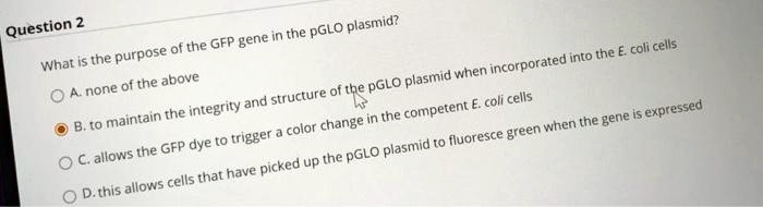 What is the purpose of the GFP gene in the pGLO plasmid?
A. none of the above
B. to maintain the integrity and structure of the pGLO plasmid when incorporated into the E. coli cells
C. allows the GFP dye to trigger a color change in the competent E. coli cells
D. this allows cells that have picked up the pGLO plasmid to fluoresce green when the gene is expressed