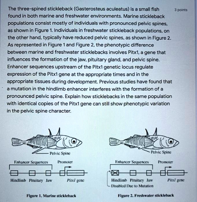 stickleback fish in freshwater and saltwater