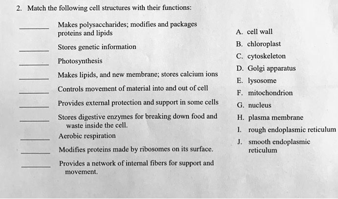 2. Match the following cell structures with their functions:

 Makes polysaccharides; modifies and packages proteins and lipids
 Stores genetic information
 Photosynthesis
 Makes lipids, and new membrane; stores calcium ions
 Controls movement of material into and out of cell
 Provides external protection and support in some cells
 Stores digestive enzymes for breaking down food and waste inside the cell.
 Aerobic respiration
 Modifies proteins made by ribosomes on its surface.
 Provides a network of internal fibers for support and movement.

A. cell wall
B. chloroplast
C. cytoskeleton
D. Golgi apparatus
E. lysosome
F. mitochondrion
G. nucleus
H. plasma membrane
I. rough endoplasmic reticulum
J. smooth endoplasmic reticulum